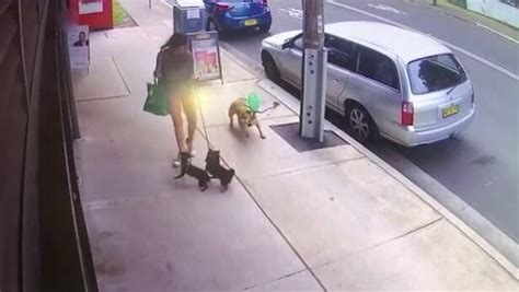 The dog veers off, charges at Ace and kills the small dog in less than a minute. . Chihuahua killed graphic